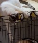 Kitten Tries to Mess With Dog