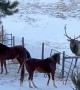 Elk and Horses Meet at Fence