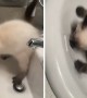 Kitten tries to "rescue" toys from drain