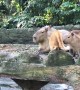 This Cat Grew Up Among Capybaras at a Zoo