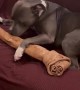 Dog Gets Giant Bone for Christmas