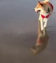 Doggy doesn\'t want to get paws wet