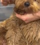 Husband Struggles to Trim Dog's Nails
