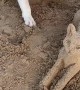 Dog Makes Friends With Mr.Sandcat