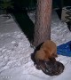 Bears Wrestling in the Snow