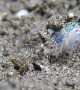 Beautiful Bobtail Squid Covers itself in Sand