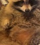 Rocky the Raccoon Relaxes and Plays in Bathroom Sink