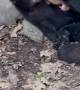 Small Bear Cub Leaves Mother to Play with Videographer