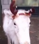 Baby reindeer gets new \'antlers\', immediately challenges brother 