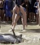 Marlin Swims to Shore and Beaches Itself