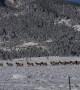 Massive Elk Migration in Wyoming