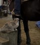 Cat Jumps Up on Horse With Rider