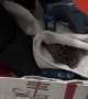 Hedgehog Rescued From the Cold