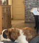 St. Bernard Interrupts Workout