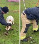 Firefighter rescues goat stuck in fence