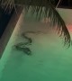 Giant Snake in the Pool