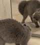 Cat Hisses at His Reflection in the Mirror