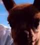 Adorable alpaca makes the cutest appearance on camera 