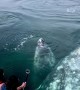  Magical encounter with dancing grey whales in Baja, California 