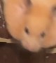 Hamantha the Hamster Tries to Leave Enclosure with Full Cheeks