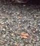 Raccoon Plays Peekaboo From Under Car