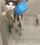 Cat Tries In Vain to Claw His Way Out of Bath Time