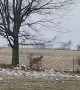 Deer Fails to Stick the Landing