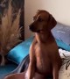 Dog hilariously sits on couch like a human 