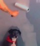 Parked Pooch Prevents Painting of Walls