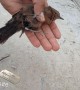 Rescuing a Bird Tangled on a Stick with String
