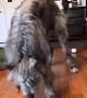 Deerhound Dances for Joy When Given Treat