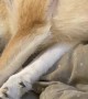 Bean the Dog Makes Strange Noises in Sleep