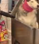 Dramatic Doggo Can't Keep Quiet About Her Spa Day
