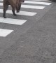 Boar Learned to Use Crosswalks in Israel