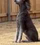 Poodle Poses Majestically in the Wind