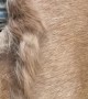 Satisfying Clipping of Thick Horse Coat