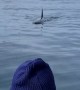 Orca Makes Strange Sounds at Whale Watchers
