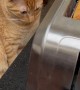 Cat Startled By Toaster