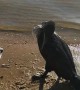 Rescuing and Reviving a Cormorant