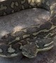 Massive Carpet Python Bites Snake Catcher