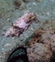 Cuttlefish Tries Showing Us How to Camouflage Next to Plant