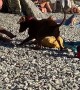 Social Dog Plays with All the Strangers at the Beach
