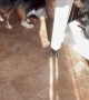 Stormy The Aussie Pounces On Sunbeam