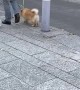 Playful Dog Jumps on Top of Every Barricade Pole