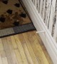 Delightful Dog Plays With Doorstop