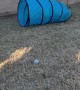 Storm The Heeler Playing in Agility Tunnel