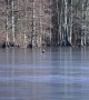 Bald Eagles Play with Golf Ball on Frozen Lake
