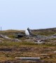 Standoff Between Arctic Fox and Snowy Owl