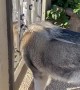 Big Dog Tries to Fit Through Gate