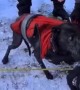 Firefighters rescued dog from icy canal while chasing ducks